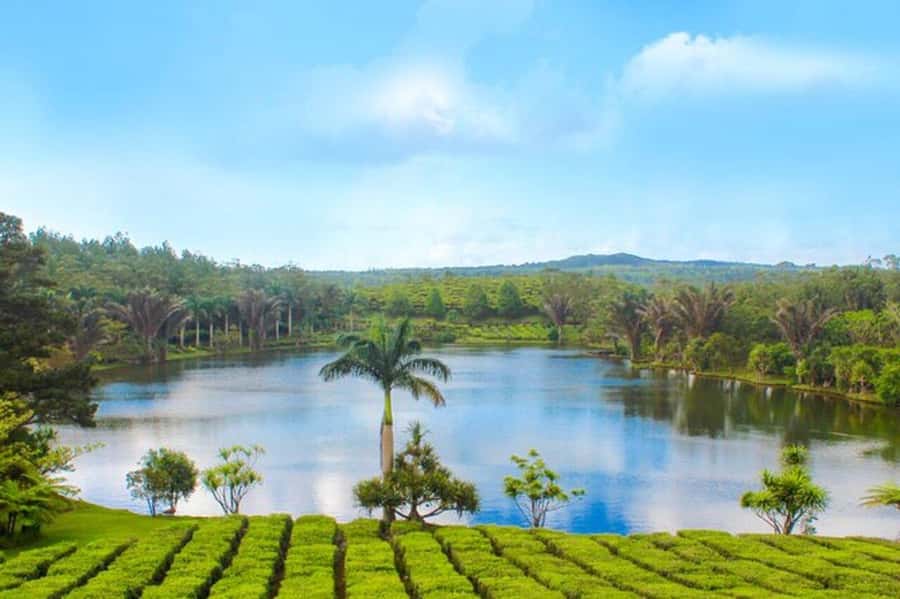 Mauritius: Tea and Sugar Plantation Guided Tour with Lunch - Saint-Aubin brings sugar, rum, flowers, and lunch together