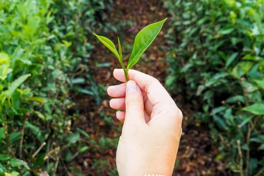 Mauritius: Tea and Sugar Plantation Guided Tour with Lunch - What the six-and-a-half-hour schedule feels like