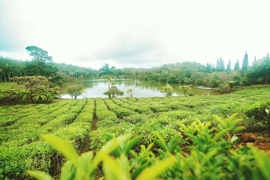 Mauritius: Tea, Rum and Vanilla Route with Lunch and Pickup - Why this route feels different from a standard island tour