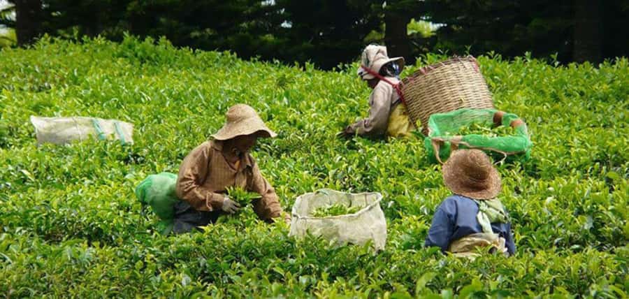 Mauritius: Tea, Rum and Vanilla Route with Lunch and Pickup - Le Domaine de Saint Aubin: vanilla, sugar and gardens