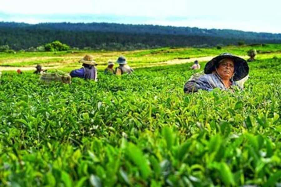 Mauritius: Tea, Rum and Vanilla Route with Lunch and Pickup - Lunch with a vanilla connection