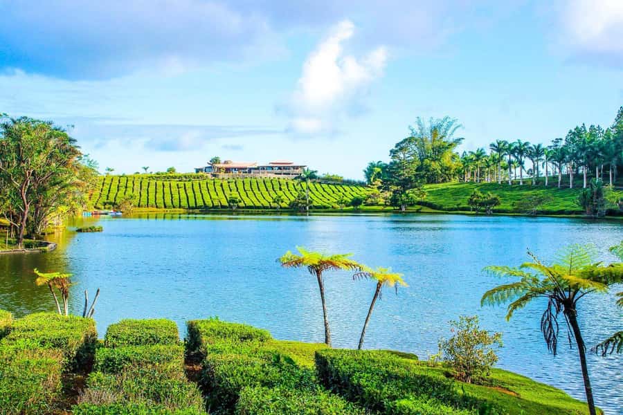 Mauritius: Tea, Rum and Vanilla Route with Lunch and Pickup - Timing, pickup and guide language