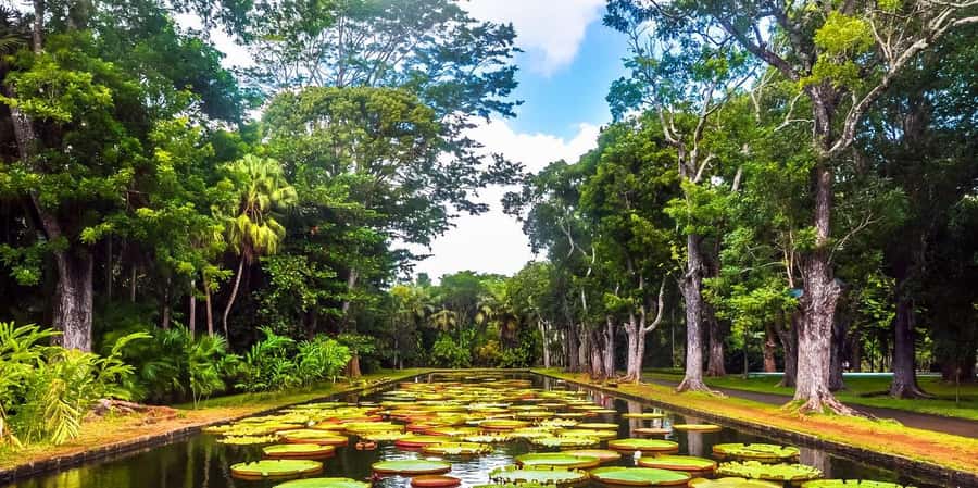 Mauritius: Turtle Swim and North Discovery Tour with Pickup - Key points to know before booking