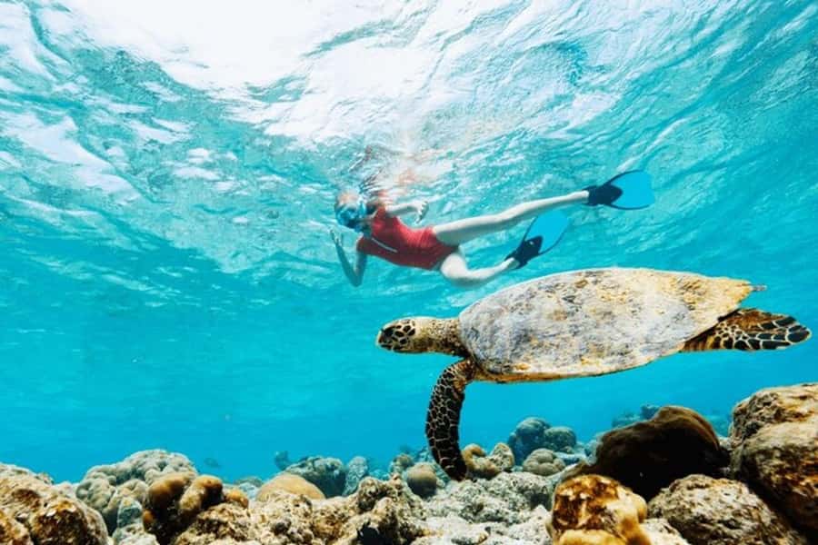 Mauritius: Turtle Swim and North Discovery Tour with Pickup - The turtle swim is the day’s big gamble