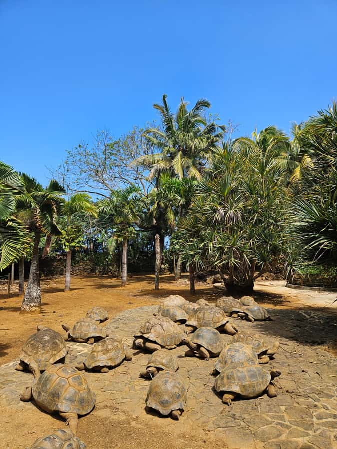 Mauritius: Vanilla Park & Beaches Tour with Extra Option - My verdict: book it for variety and flexibility