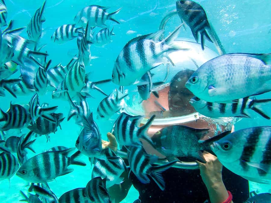 Mauritius: Watersport Adventure Day with Lunch and Pickup - Lunch is simple, but useful