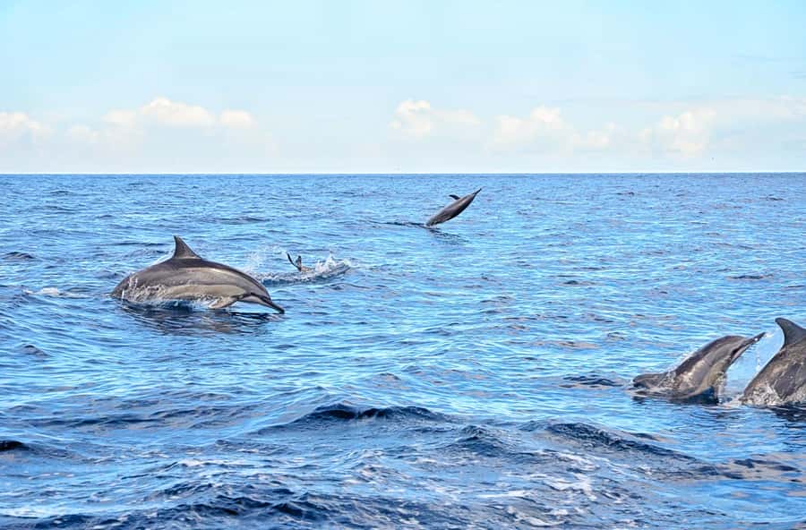 Mauritius: Wild Dolphin Encounter with Hotel Transfers - What the 2.5-hour morning actually includes