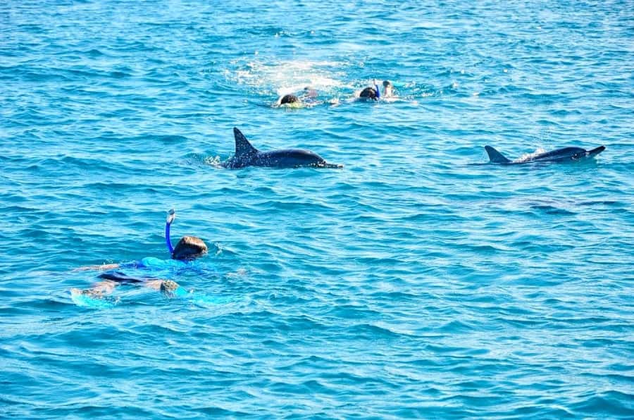 Mauritius: Wild Dolphin Encounter with Hotel Transfers - The early pickup and west coast departure