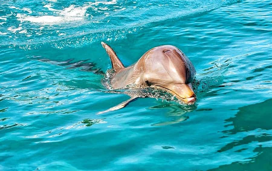 Mauritius: Wild Dolphin Encounter with Hotel Transfers - Swimming with wild dolphins