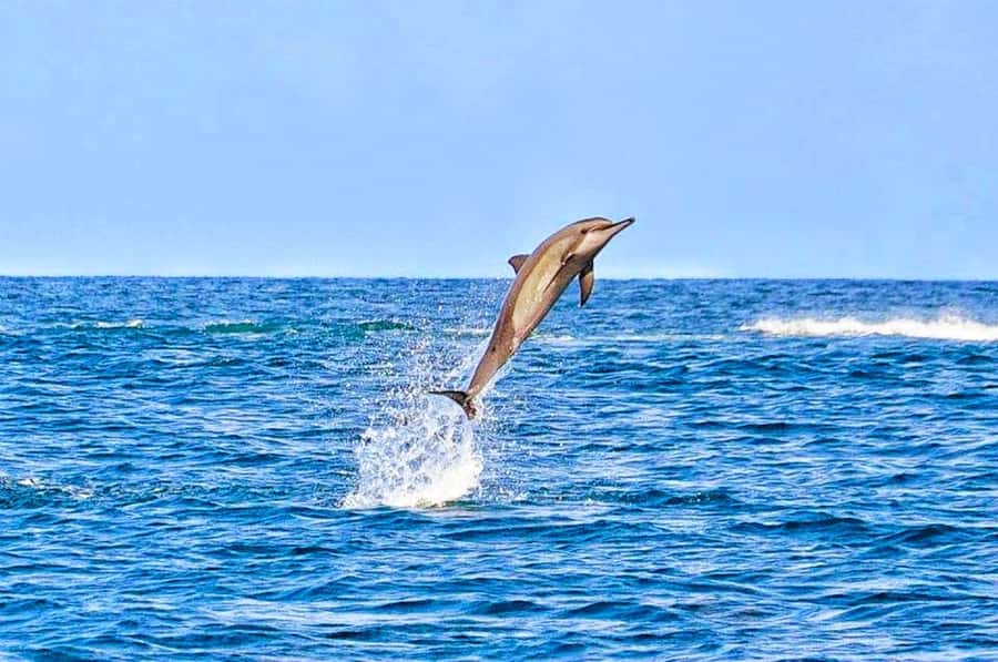 Mauritius: Wild Dolphin Encounter with Hotel Transfers - Finding dolphins in open water
