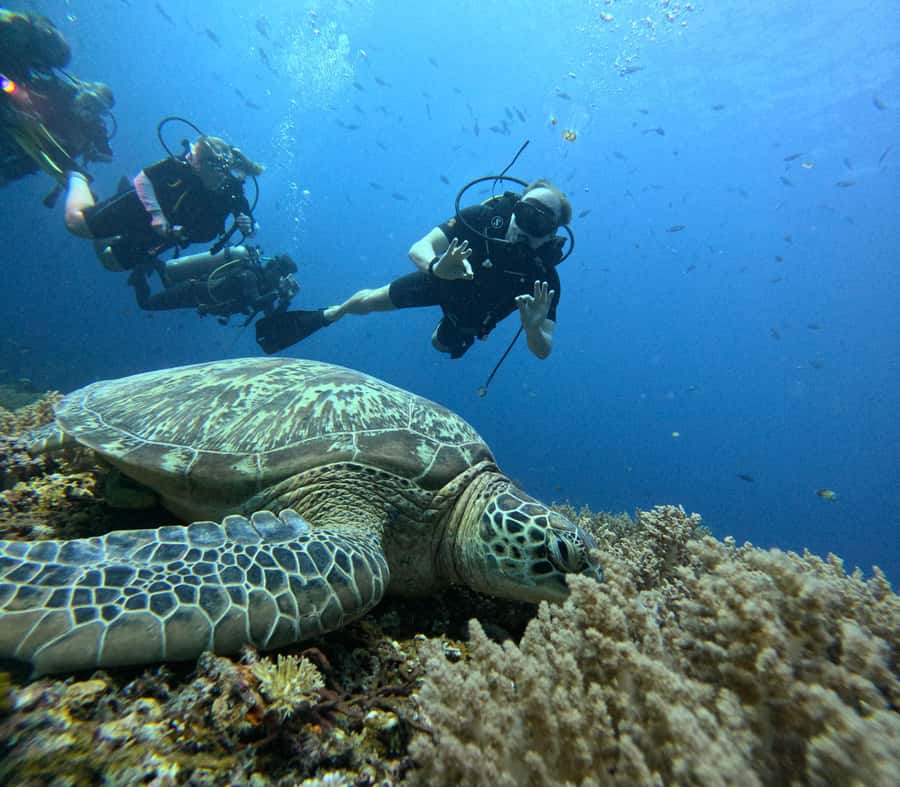 North of Mauritius: Scuba Diving Tour - Choosing a northern Mauritius underwater site