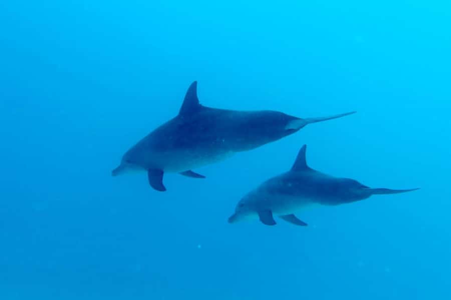 North of Mauritius: Scuba Diving Tour - One focused session, not an all-day program