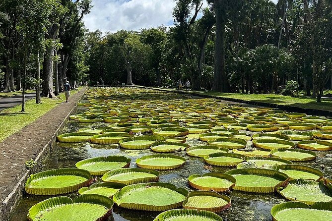 Northern Mauritius Private Tour w/ Port louis Market and Beaches - Pamplemousses Garden and 1735 roots