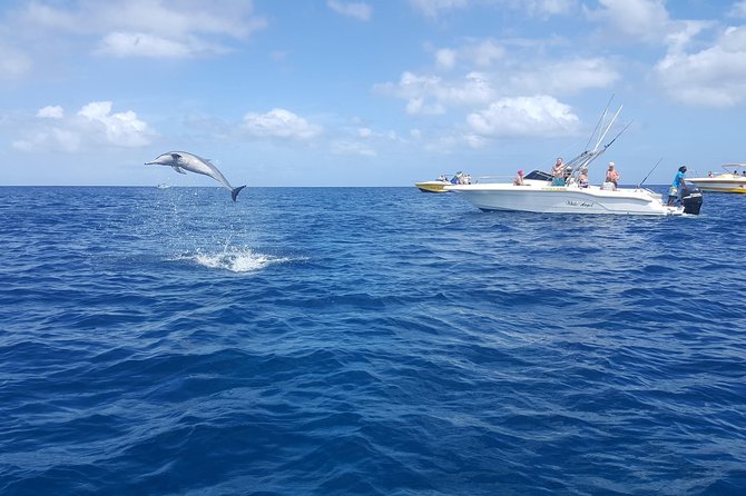 Ocean Swim with Dolphins - Who will enjoy this outing most?