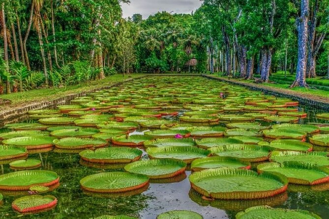 Port Louis and Pamplemousses Garden - A full day trip - What this northern Mauritius day covers