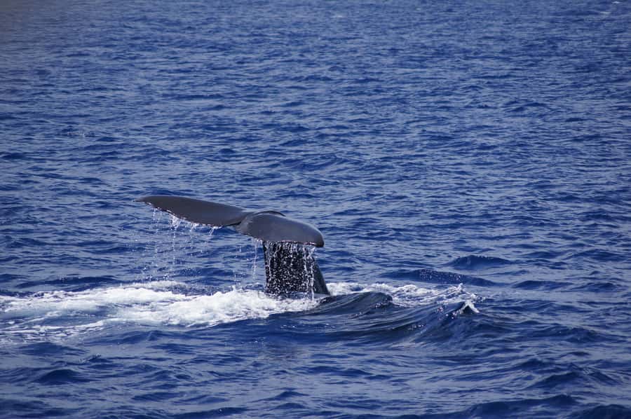 Private Dolphin Encounter and Whale Watching - Snorkeling over the coral reef