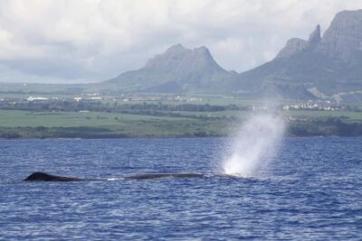 Private Dolphin Encounter and Whale Watching