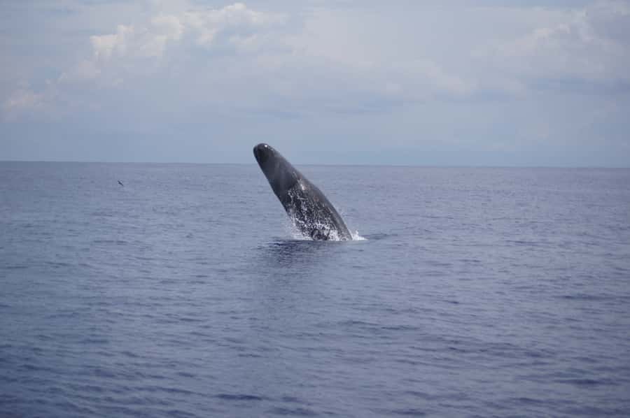 Private Dolphin Encounter and Whale Watching - Who will enjoy this Mauritius boat trip most