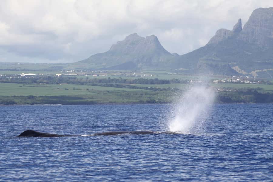 Private Dolphin Encounter and Whale Watching - The dolphin encounter in open water