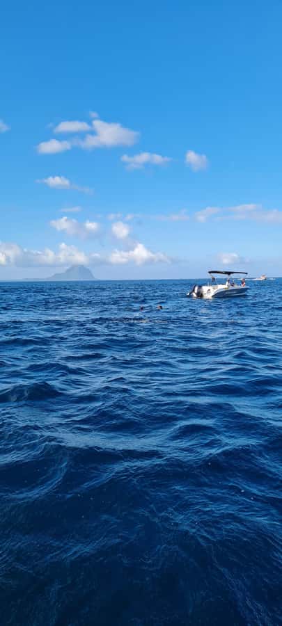 Private Dolphin Snorkeling Tour. Equipment available Free. - Drinks, equipment, and what to pack