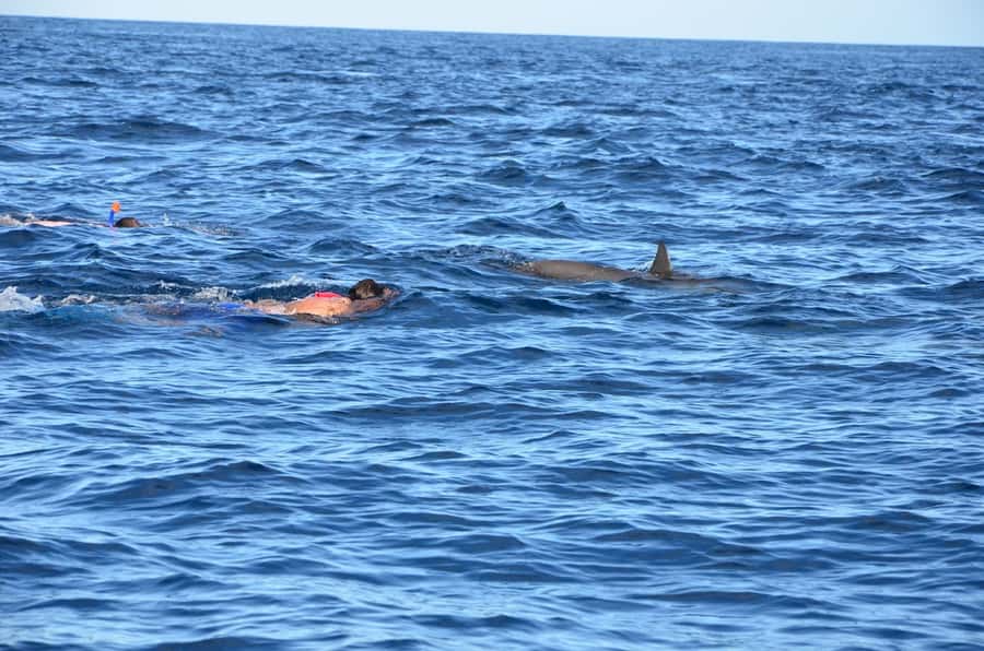 Private Dolphin Snorkeling Tour. Equipment available Free. - Who should book this dolphin tour?