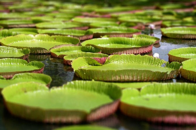 Private Guided Tour of Northern Mauritius with Shopping in Port Louis - A botanical garden with time to slow down