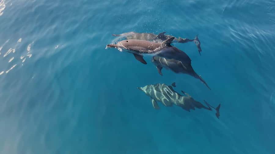 Private Île aux Bénitiers Boat: Dolphin Snorkeling & Lobster - Île aux Bénitiers and the lobster BBQ