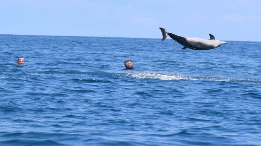 Private Île aux Bénitiers Boat: Dolphin Snorkeling & Lobster - Who will get the most from this outing