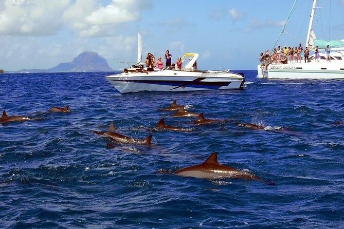Private Speed Boat Tour and Dolphin Encounter at Ile aux Benitier - Is $312.02 per person a fair price?