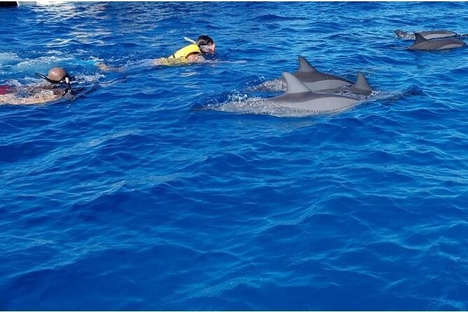 Private Speed Boat Tour and Dolphin Encounter at Ile aux Benitier - Should you book the Ile aux Benitiers dolphin tour?