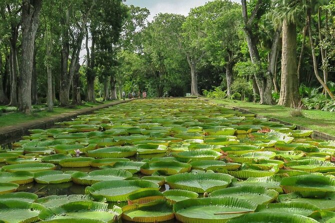 Private Tour in Northern Mauritius - Port Louis and Le Caudan over two useful hours