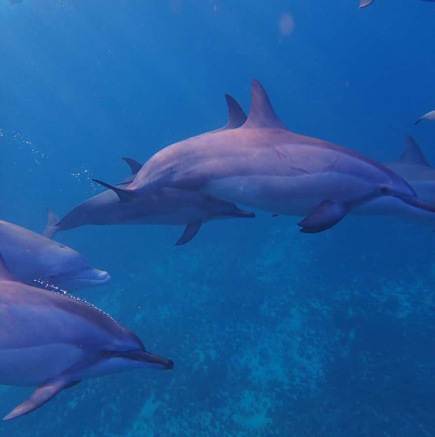 Private :Whales and dolphins watching/Swimming with dolphins - Key points to know before booking