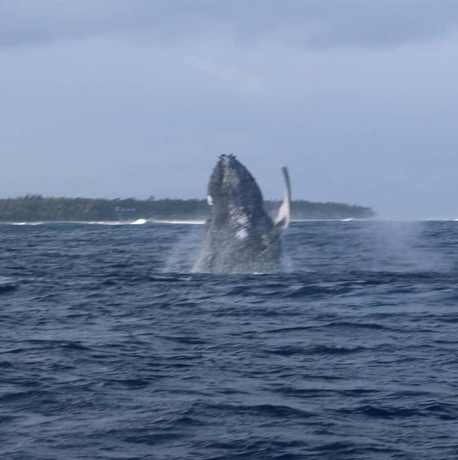 Private :Whales and dolphins watching/Swimming with dolphins - Looking for dolphins in open water