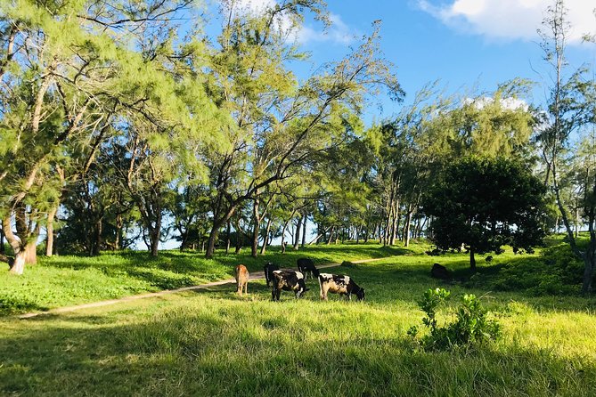 Quad Excursion South Mauritius 35km - Why the guides make a difference