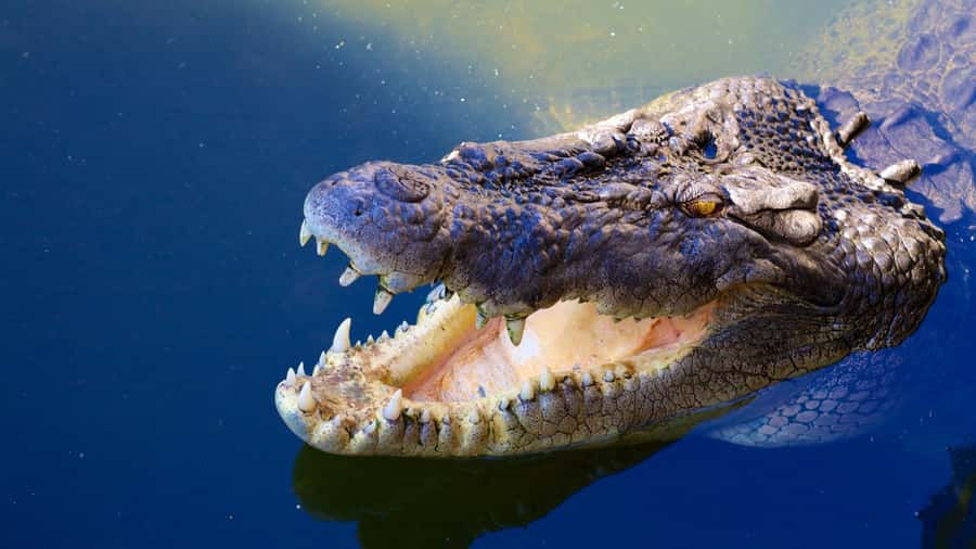 Riambel: South Tour w/ Crocodile Park & Seven Colored Earth - Why this South Mauritius day is so full