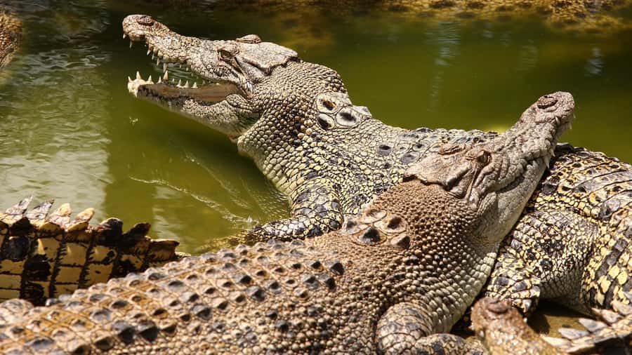 Riambel: South Tour w/ Crocodile Park & Seven Colored Earth - Chamarel Waterfall and Seven Colored Earth