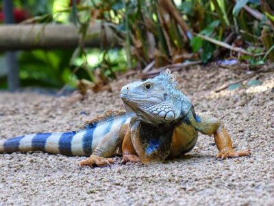 South Tour w/ Crocodile Park & Seven Colored Earth