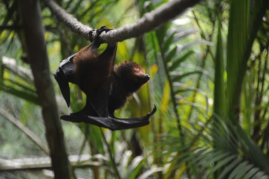 Riambel: South Tour w/ Crocodile Park & Seven Colored Earth - La Vanille Nature Park and the giant tortoises