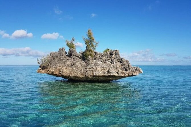 Shared 10 Pax Boat Tour: Dolphin Watching, Snorkelling and BBQ - Key things to know before booking