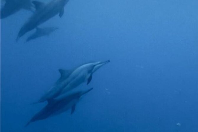 Shared 10 Pax Boat Tour: Dolphin Watching, Snorkelling and BBQ - Swimming near wild dolphins, with sensible expectations