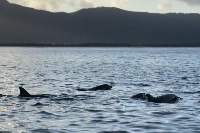 Shared 10 Pax Boat Tour: Dolphin Watching, Snorkelling and BBQ - Who should choose this Mauritius boat trip?