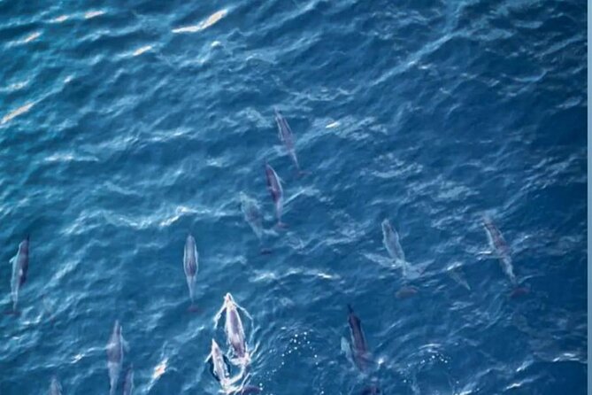 Shared 10 Pax Boat Tour: Dolphin Watching, Snorkelling and BBQ - Coral reefs and Crystal Rock after the dolphin stop