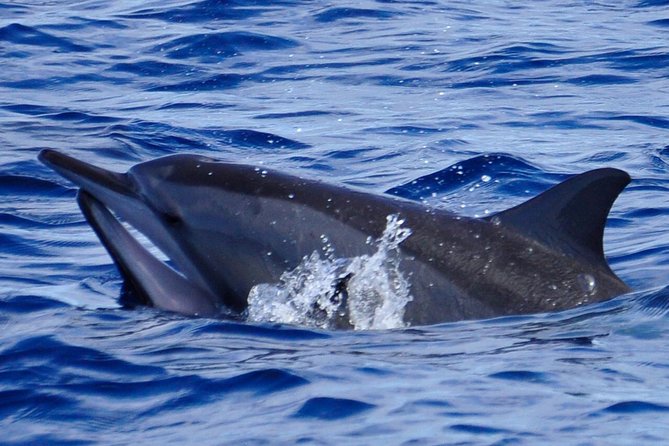 Shared Dolphin Encounter in Mauritius - A 7:00 am start at La Jetée Road