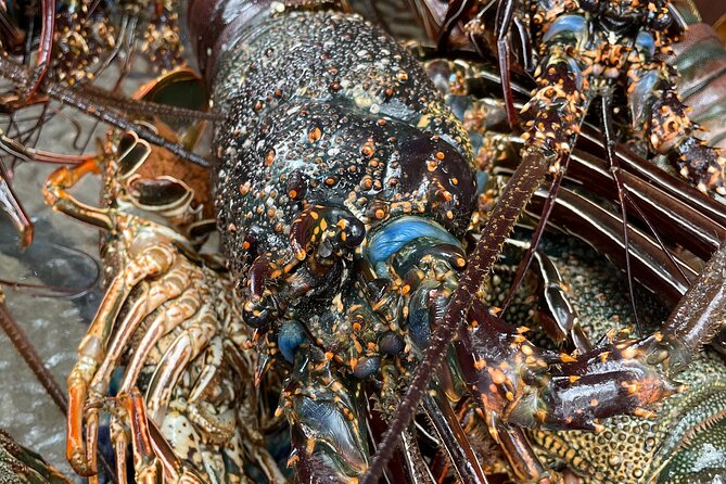 Signature Experience: Dolphins and Flavors of the Sea - What the $321.40 price really buys
