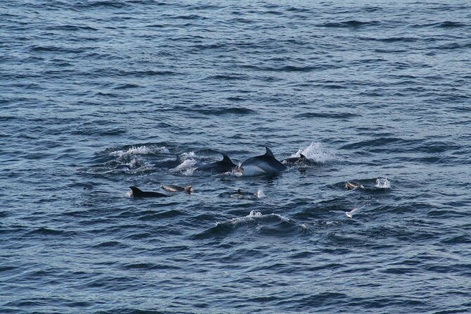 Snorkel with Dolphins, Lunch on Benitiers island, Speedboat - Crystal Rock and the open-water ride