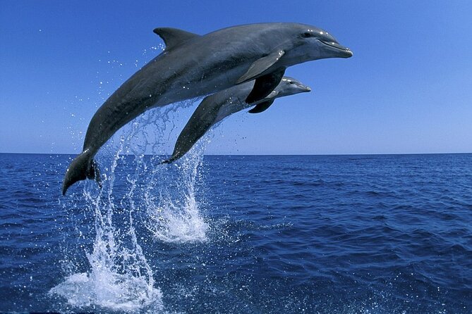 Snorkel with Dolphins, Lunch on Benitiers island, Speedboat - Booking, weather, and cancellation details