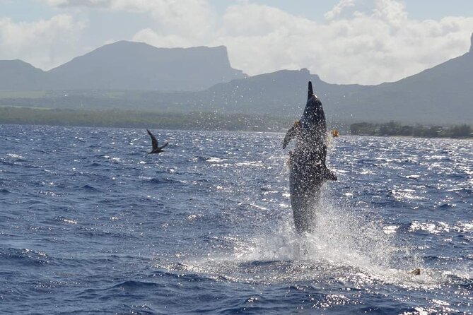 Snorkel with Dolphins, Lunch on Benitiers island, Speedboat - Dolphins in Tamarin Bay