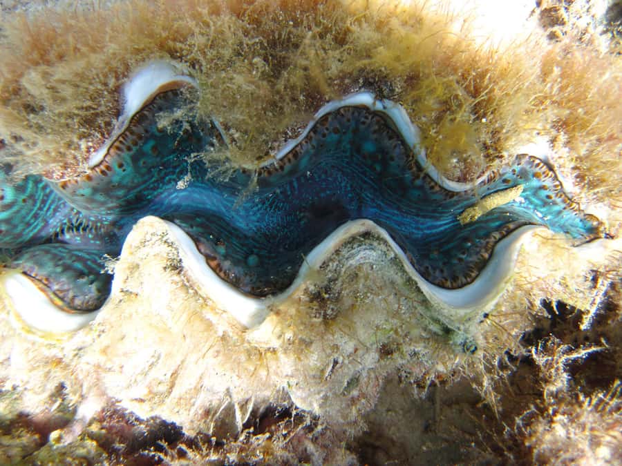 Snorkeling Excursion in Blue Bay Marine Park - The glass-bottom boat ride