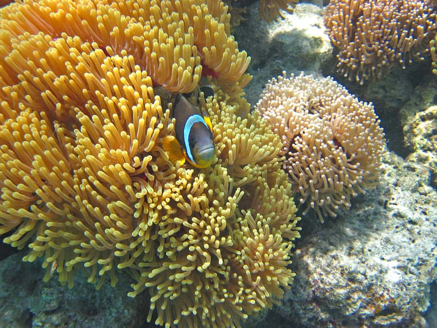Snorkeling Excursion in Blue Bay Marine Park - Snorkeling among coral and fish