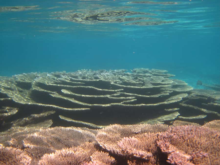 Snorkeling Excursion in Blue Bay Marine Park - Weather, swimming ability, and family fit